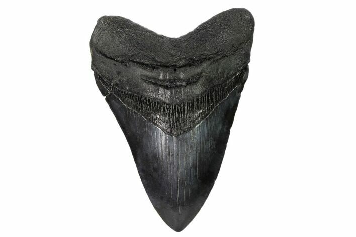 Fossil Megalodon Tooth - Bluish Highlights #148727